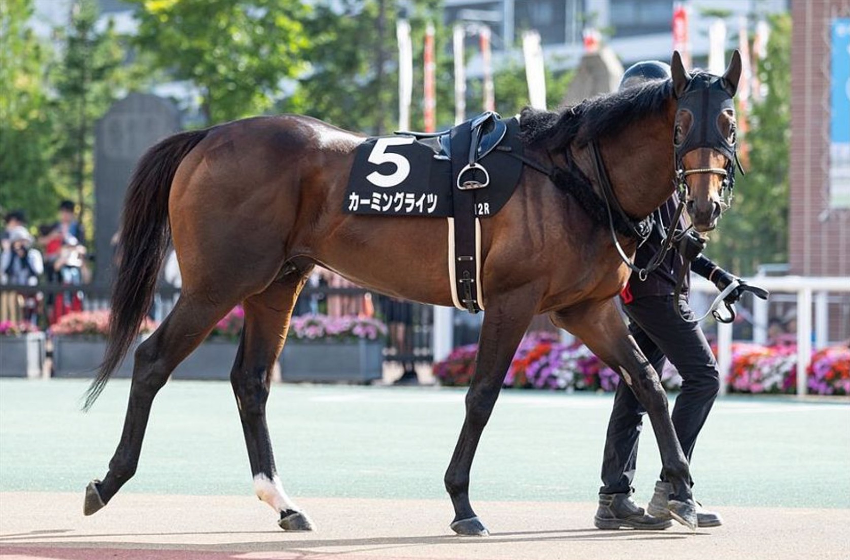 カーミングライツ